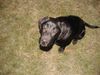 Labrador Retriever Foto: Paula 4 Monate! (ID 9808) Labrador Retriever Hund