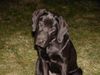 Labrador Retriever Foto: Paula 4 Monate! Ich kann kein Wässerchen trüben! (ID 9781) Labrador Retriever Hund