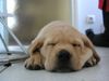 Labrador Retriever Foto: Unser Angus 8 Wochen alt (ID 9922) Labrador Retriever Hund