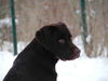Labrador Retriever Foto: Mr.Jingels 8 Monate (ID 30095) Labrador Retriever Hund