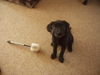 Labrador Retriever Foto: ich wars nicht (ID 33231) Labrador Retriever Hund