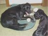 Labrador Retriever Foto: Mandy und Perro (ID 24058) Labrador Retriever Hund