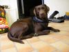 Labrador Retriever Foto: laaaangweilig...is mir (ID 22142) Labrador Retriever Hund