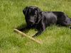 Labrador Retriever Hund