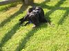 Labrador Retriever Hund