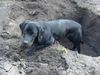 Labrador Retriever Hund