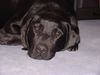 Labrador Retriever Hund