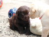 Labrador Retriever Foto: Mr.Jingels 4 Wochen (ID 27831) Labrador Retriever Hund