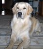 Labrador Retriever Foto: Nero (ID 42308) Labrador Retriever Hund