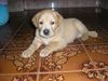 Labrador Retriever Hund