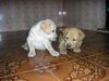 Labrador Retriever Hund