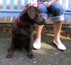 Labrador Retriever Foto: maja 4months (ID 26628) Labrador Retriever Hund