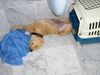 Labrador Retriever Hund