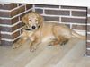 Labrador Retriever Foto: Simba - 2 Monate (ID 14626) Labrador Retriever Hund
