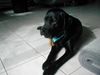 Labrador Retriever Foto: Leeeeecker Kauknochen (ID 8753) Labrador Retriever Hund