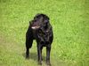 Labrador Retriever Hund