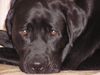 Labrador Retriever Hund