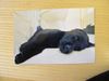 Labrador Retriever Hund