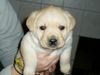 Labrador Retriever Foto: mein NEMO - Spatz (ID 17416) Labrador Retriever Hund