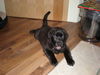 Labrador Retriever Foto: Chester (ID 42292) Labrador Retriever Hund