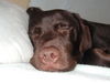 Labrador Retriever Foto: Mr.Jingels 6 Monate (ID 28051) Labrador Retriever Hund
