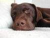 Labrador Retriever Foto: Mr.Jingels 6 Monate (ID 27829) Labrador Retriever Hund