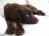 Labrador Retriever Foto: Mr.Jingels 6 Monate (ID 27828) Labrador Retriever Hund