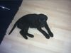 Labrador Retriever Foto: Kenny - mit 12 Wochen (ID 30855) Labrador Retriever Hund