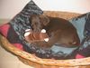 Labrador Retriever Hund