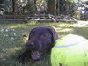 Labrador Retriever Hund