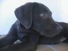 Labrador Retriever Hund