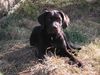 Labrador Retriever Foto: Alf v. d. Spessarträubern sucht Geschwister (ID 22099) Labrador Retriever Hund