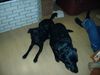 Labrador Retriever Hund