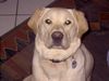 Labrador Retriever Foto: Der kleene Paul aus Quickborn-Heide (ID 9400) Labrador Retriever Hund