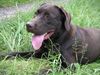 Labrador Retriever Foto: Marlon auf der Suche nach Spessarträubern... (ID 22100) Labrador Retriever Hund