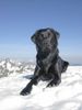 Labrador Retriever Hund
