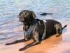 Labrador Retriever Hund