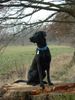 Labrador Retriever Hund