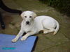 Labrador Retriever Foto: 6 Monate und immer hungrig ! (ID 31544) Labrador Retriever Hund