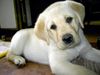 Labrador Retriever Hund