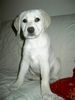 Labrador Retriever Foto: Baby Annabelle (ID 28912) Labrador Retriever Hund