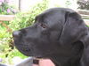 Labrador Retriever Foto (ID 30262) Labrador Retriever Hund