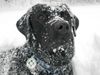 Labrador Retriever Hund