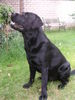 Labrador Retriever Foto (ID 30261) Labrador Retriever Hund