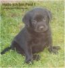 Labrador Retriever Hund