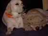 Labrador Retriever Hund
