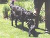 Labrador Retriever Foto: Wer wird ihn bekommen?? (ID 24107) Labrador Retriever Hund