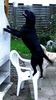 Labrador Retriever Foto: nichts ist vor ihm sicher.... (ID 5934) Labrador Retriever Hund