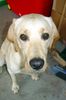 Labrador Retriever Foto: Treuer Blick (ID 7902) Labrador Retriever Hund