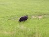Labrador Retriever Foto: Porta (engl. Labrador) (ID 14570) Labrador Retriever Hund
